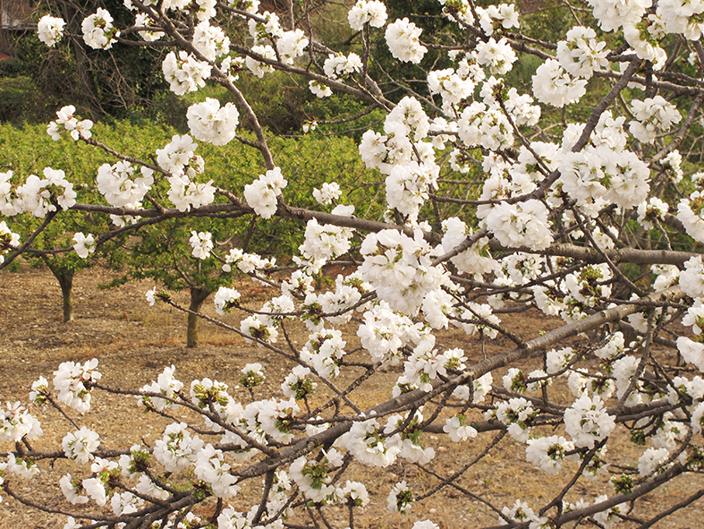 Cirerers florits





















© Imatge
Jordi Bastart





