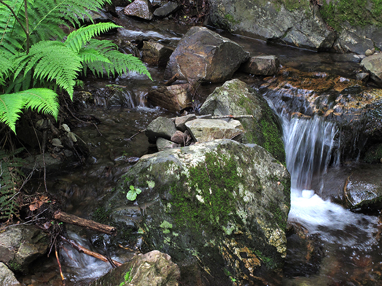 Montseny. Cerca de Vallforners



















© Imatge
Jordi Bastart