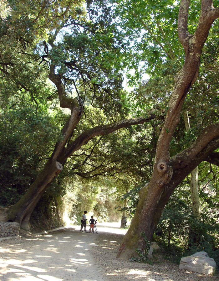 El camí travessa una zona de bosc