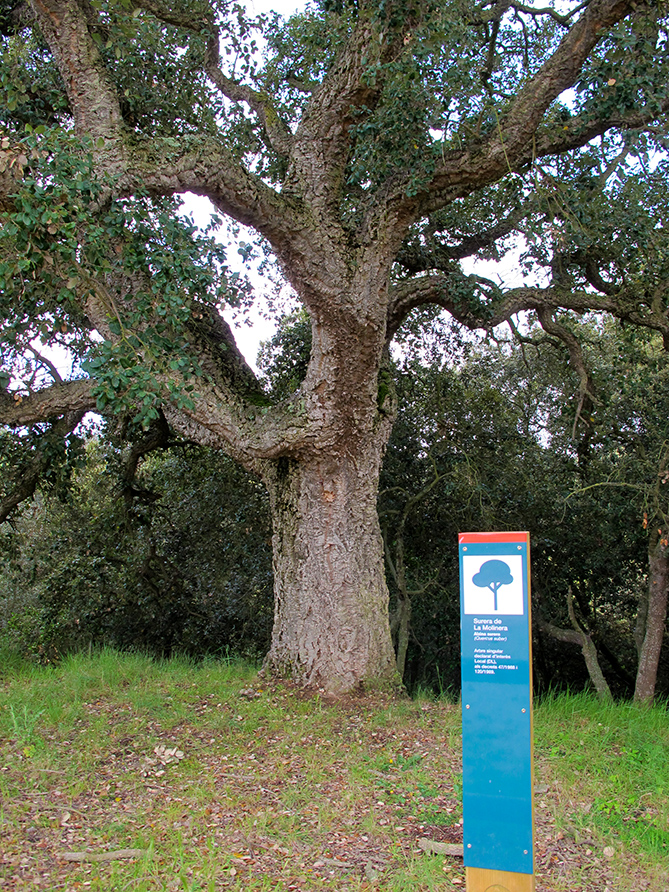 Árbol singular. Alcornoque de la Molinera





















© Imatge
Jordi Bastart





